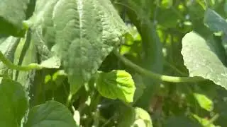 The garden in Texas heat
