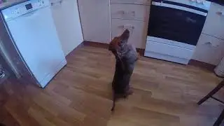 Такса вертикальная