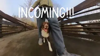 How does Almond do off leash!? Off leash dog vs Almond!