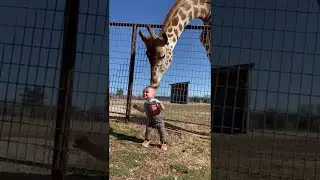 Curious Giraffe Gives Kiddo Kisses || ViralHog
