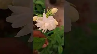 మల్లెలు
