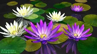 Lotus pond 3D animation