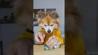 Funny Dog Eating Video | komik köpek yeme videosu #shorts