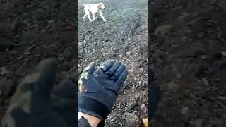 Jekky подача вальдшнепа
