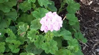 My Garden