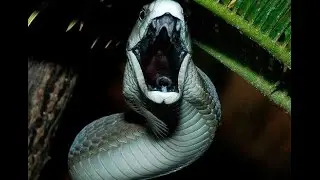 Прикол)  Дед против змеи  - эпик батл)