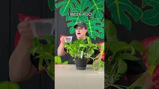 Testing Clickbait Houseplant Watering Solutions