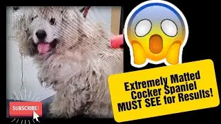 EXTREMELY MATTED  | Cocker Spaniel | Shave Down  MUST SEE