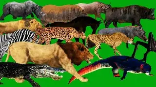 All Animals Back Walking Green Screen Blue Screen Black Screen HD Green Screen Video