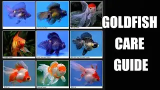 Everything you need to know about goldfish! Before you get them - it is better to study them #aqua