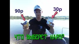 Ловля карпа на кукурузу. ЧТО ОН ВЫБЕРЕТ?