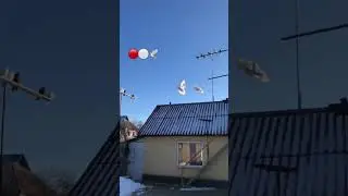Красные, бурые, белые