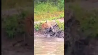 Leopard hunted itself