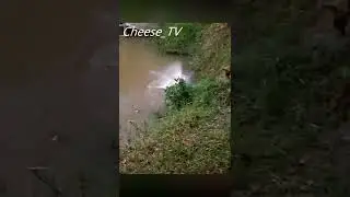 Выдра атакует птицу.