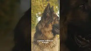 ROYAL CANIN® - Conheça o Pastor Alemão