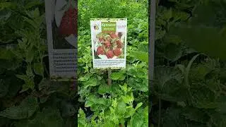 Саженцы земклуники Купчиха