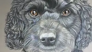 Drawing a Black Poodle in Pastels