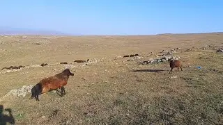 two strong rams face to face on the mountains of Turkey