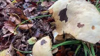 Das Finale der Pilze Saison ende Oktober. WET