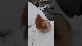 Залезает на снежную гору