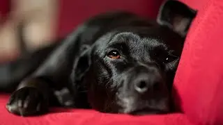 Cute dogs 😘 Good cats 😄