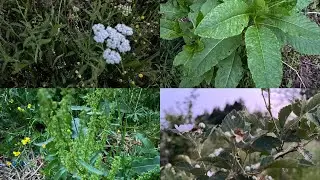 Amazing Benefits Of Yarrow | Milkweed And Poke!! | Morris Patch Of Heaven Homestead