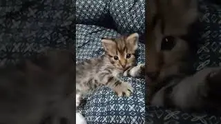 Белый котенок и полосатый котенок зажигают