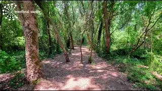 ASMR 🎧  🌊 🌳 Coastal Forest Walk in Italy  🇮🇹   Summer Nature Sounds
