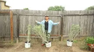 Planting Sugar Tip Rose of Sharon | Garden Obsessions