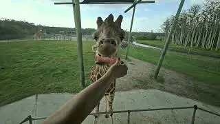 The Magic Tongue.