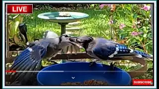 Baby Blue Jay