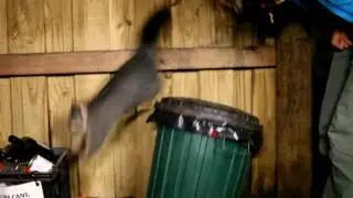 Поссум пришел по мусор