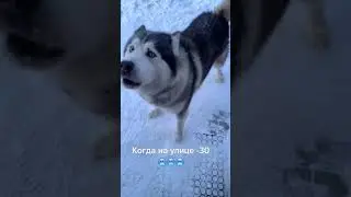 В каком городе живёте? #shorts #холод#хаски#пёс#топ#мороз