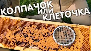Пчелиный ОТВОДОК на плодную матку. [2/5] Подсадка плодных маток.