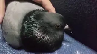 Cute Pigeon Cooing Cuddling Sound