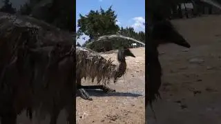 Watering the emu 🌊 