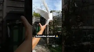 🕊️Pigeon x Gori tere jiya koina mileya ||#song #kabutar #pigeon