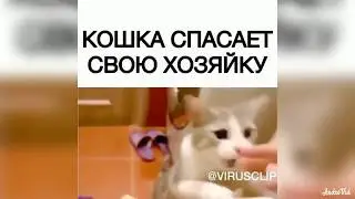 Смешные коты! Милахи котята! 😍😘