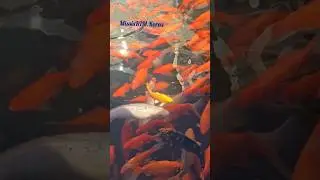 Карпы Кои во Владивостоке #missiskimkorea #влоги #прожизнь #владивосток #карпыкои #городуморя #рыбки
