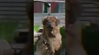 Эдит Тибетский Мастиф😎🐾💞😍❄