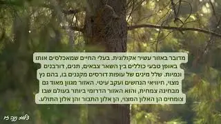 ניפגש ביער