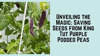 Unveiling the Magic: Saving Seeds from King Tut Purple Podded Peas
