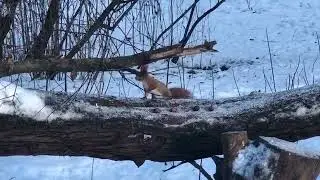 Манжосов яр. Зимняя прогулка. Белки.