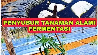 Kocor Pupuk Fermentasi Tanaman Cabai LokaL