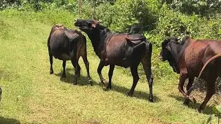 Beautiful sahiwala cows grazing near home #cowsmakemehappy #cowslover #cows