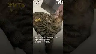 Котик в Донецке потерял хозяев @shortszoozhit  #животные #спасение #питомцы #котик