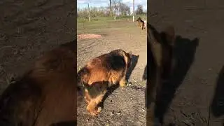 Камара потеряла опять бревно🤣🙈 