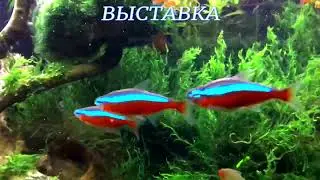 Выставка аквариумных обитателей. Архив.