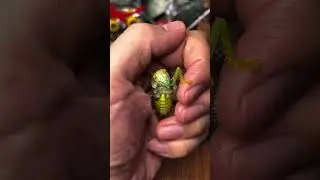 Ha fatto un nido nella sua mano😳