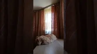 Марсик прыгает